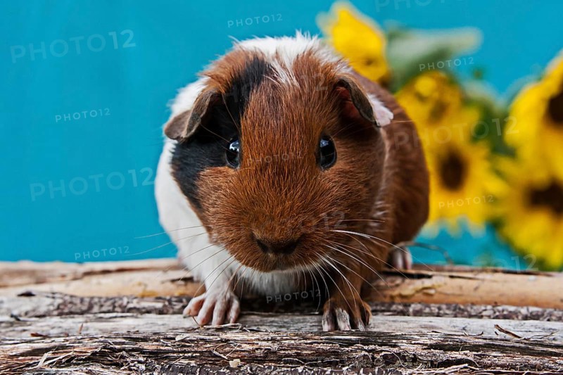 Smooth Guinea Pig