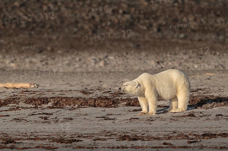 Polar Bear (Ursus maritimus)