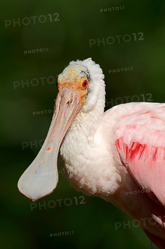 Roseate Spoonbill (Ajaia ajaja