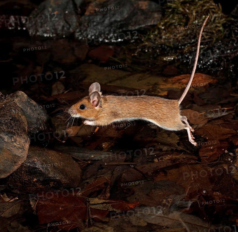 Yellow-necked Mouse (Apodemus flavicollis)