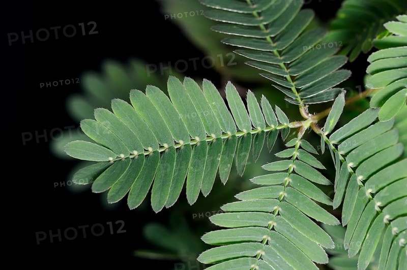 Mimosa