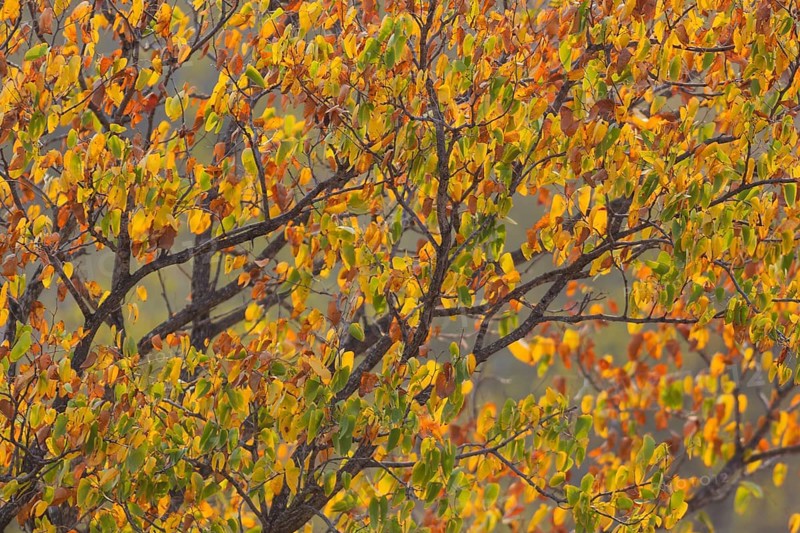 Mopane tree (Colophospermum mopane) in autumn colours