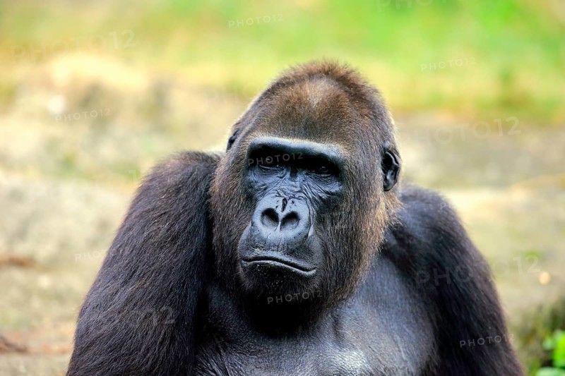 Western Lowland Gorilla (Gorilla gorilla gorilla)