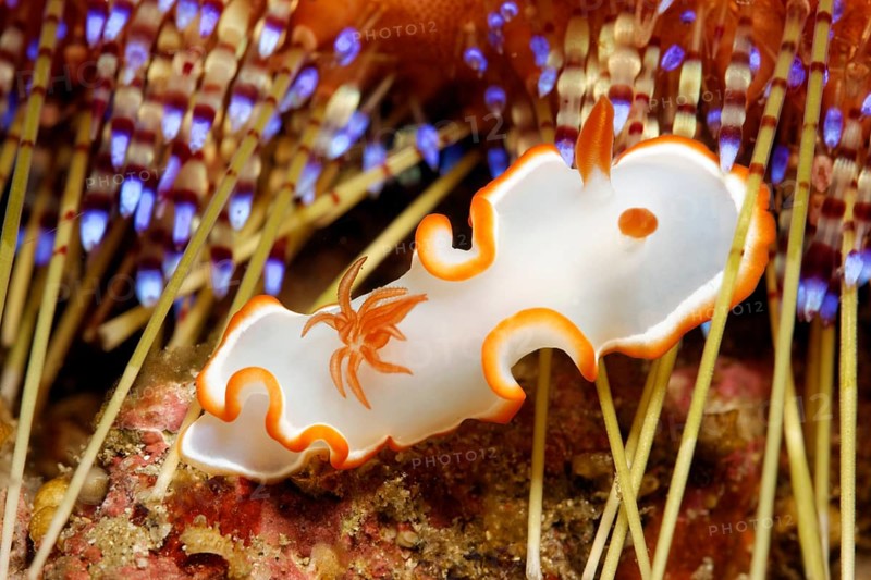 Glossodoris Nudibranch (Glossodoris Averni)