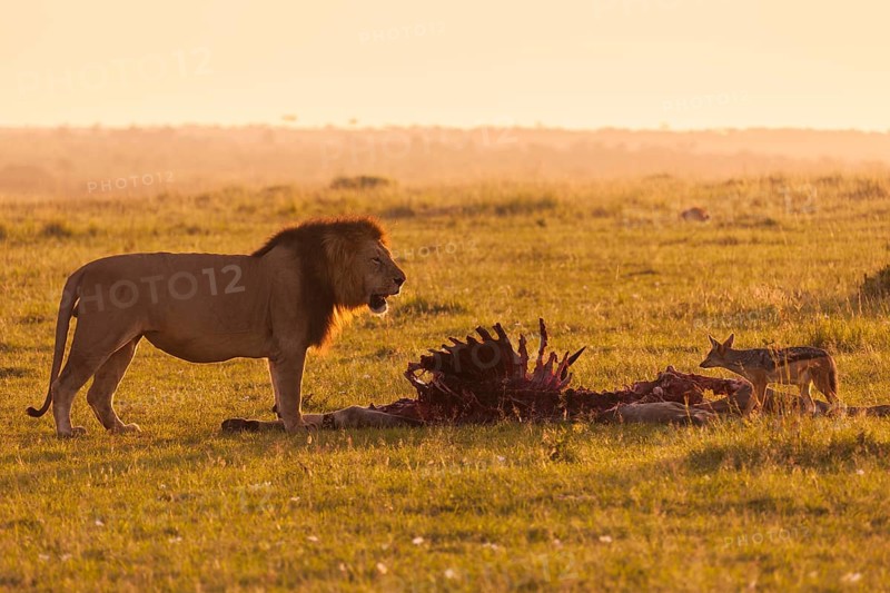 Male Lion (Panthera leo) with skeleton