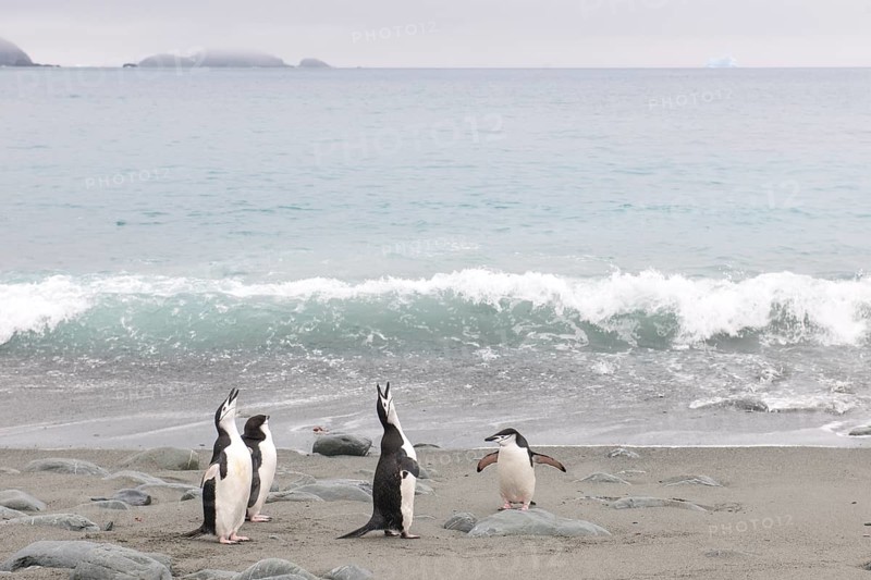 Chinstrap Penguins (Pygoscelis antarcticus)