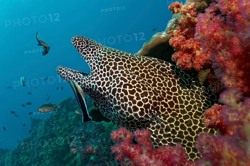 Honeycomb Moray (Gymnothorax favagineus)