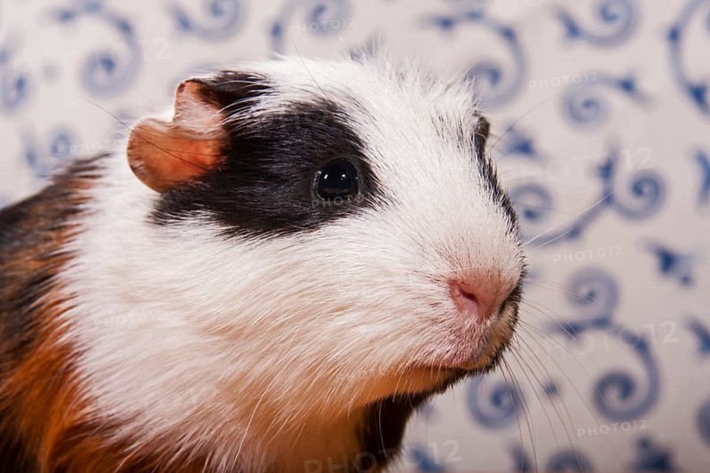 American Crested Guinea Pig