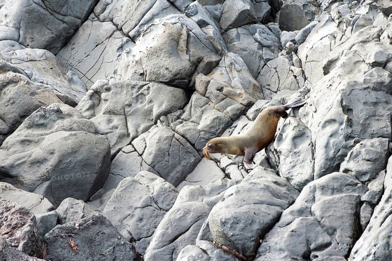 Galapagos Fur Seal (Arctocephalus galapagoensis) young climbing on rocks