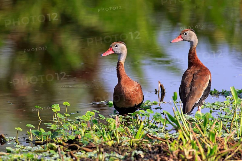 Two Black-bellied Whistling Ducks (Dendrocygna autumnalis)