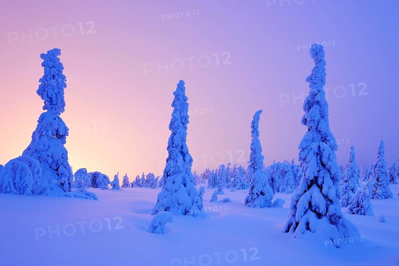 Trees in a snow-covered winter landscape