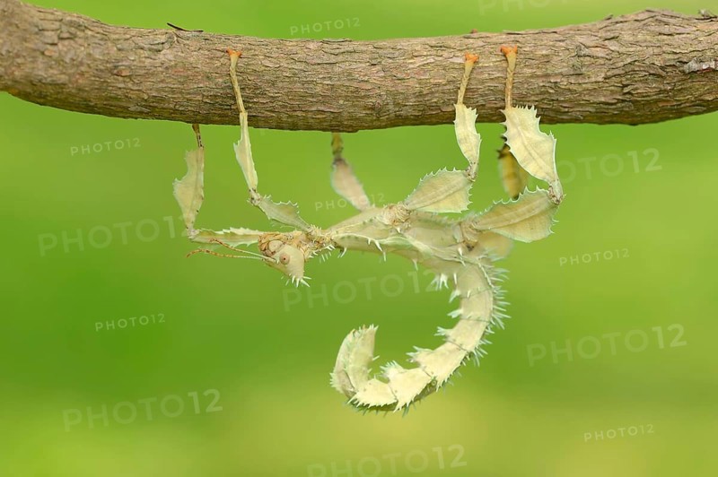 Giant Prickly Stick Insect (Extatosoma tiaratum)