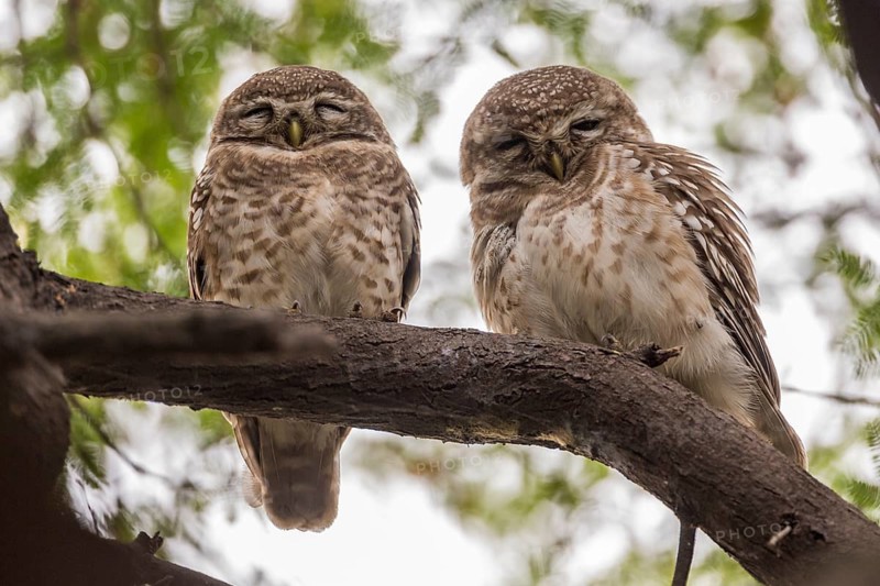 Two Spotted Owlets (Athene brama)