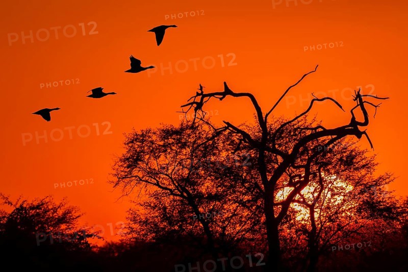 Bar-headed geese (Anser indicus) in flight at sunset