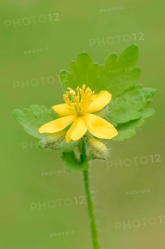 Greater celandine (Chelidonium majus)