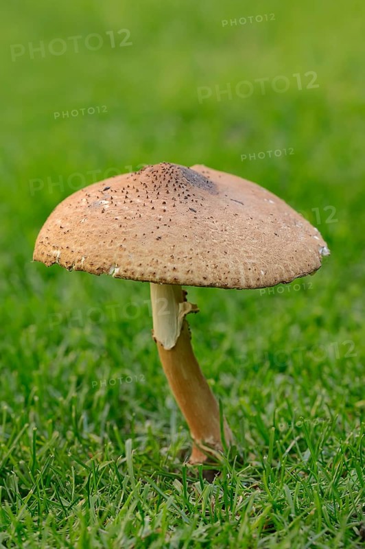 Freckled Dapperling (Lepiota aspera)