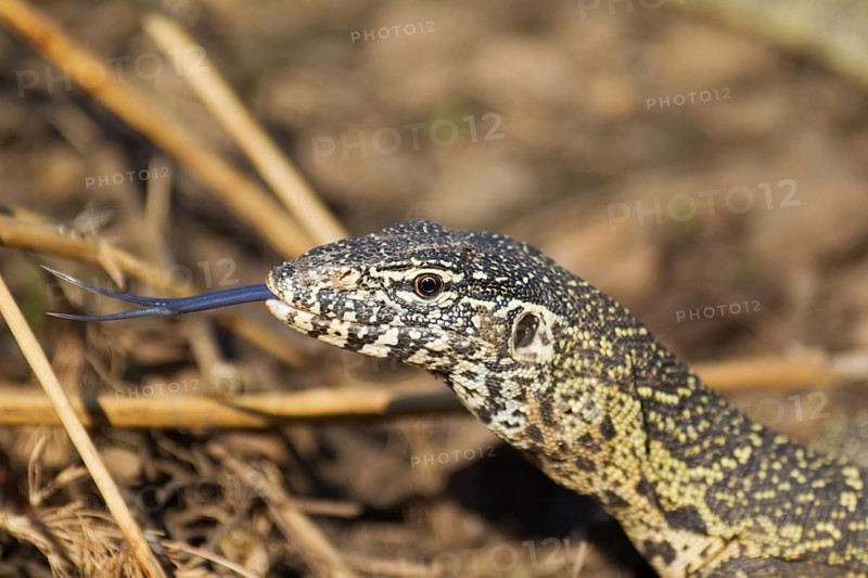 Nile Monitor (Varanus niloticus)