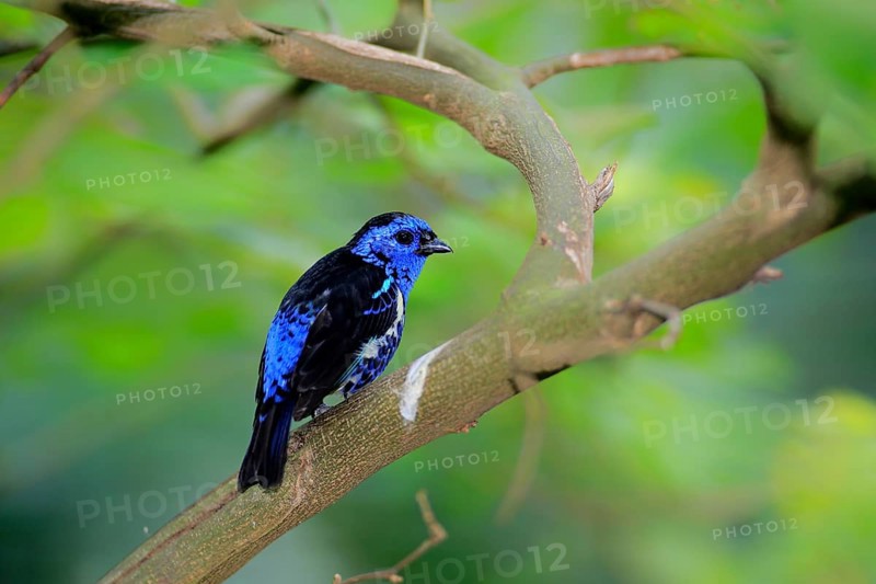 Turquoise Tanager (Tangara mexicana)