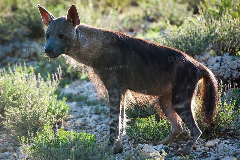 Brown Hyena (Parahyaena brunnea)