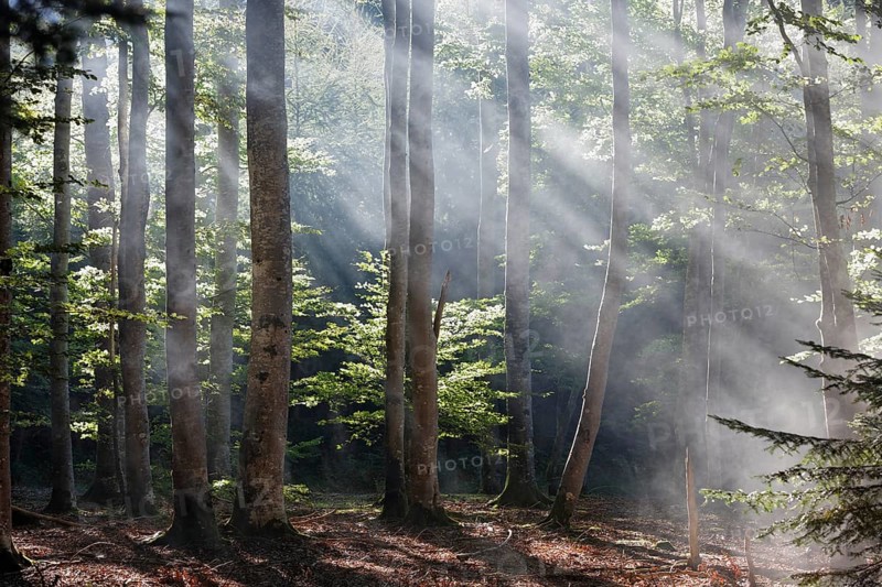 Sun rays penetrating the morning mist in Boisgrand Forest