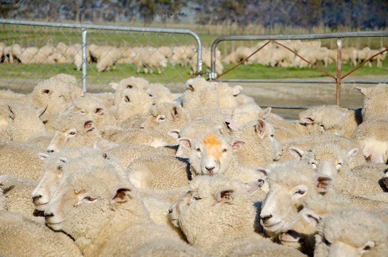 Sheep in an enclosure