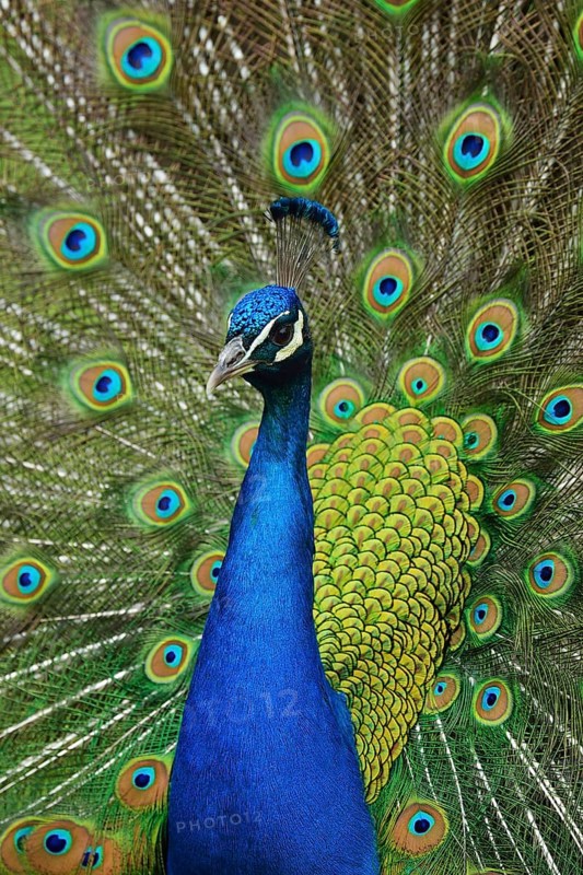 Indian Peafowl or Blue Peafowl (Pavo cristatus)