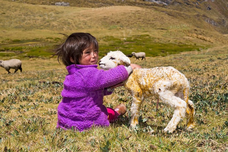 A little girl of the Quechua Indians sitting on a mountain meadow and holding a newborn lamb in her arms