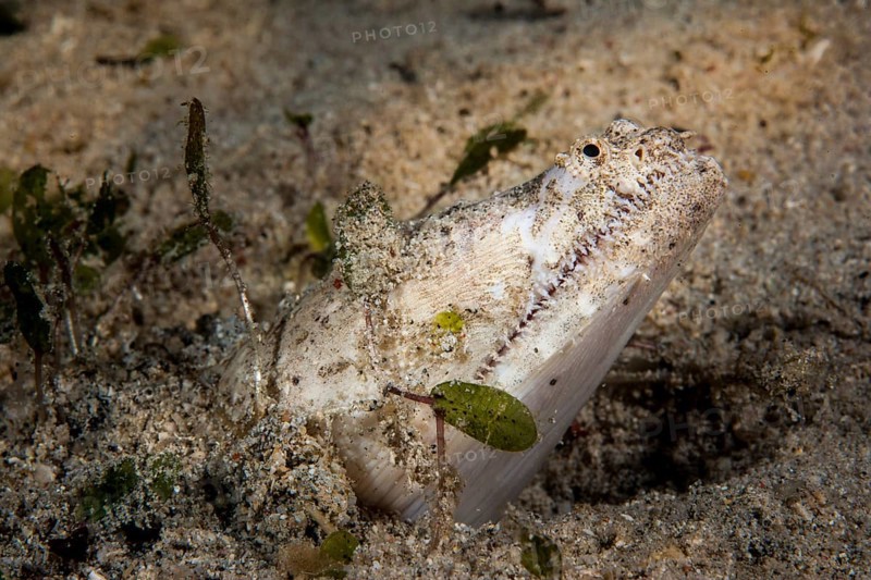 Crocodile Snake Eel (Brachysomophis crocodilinus)