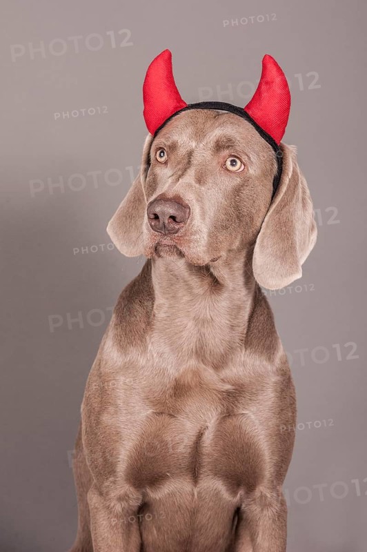 Weimaraner dog as a devil
