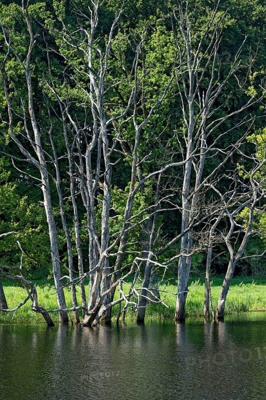 Dead trees on the moor lake in the Seachtn kettle-hole mire in Andechs