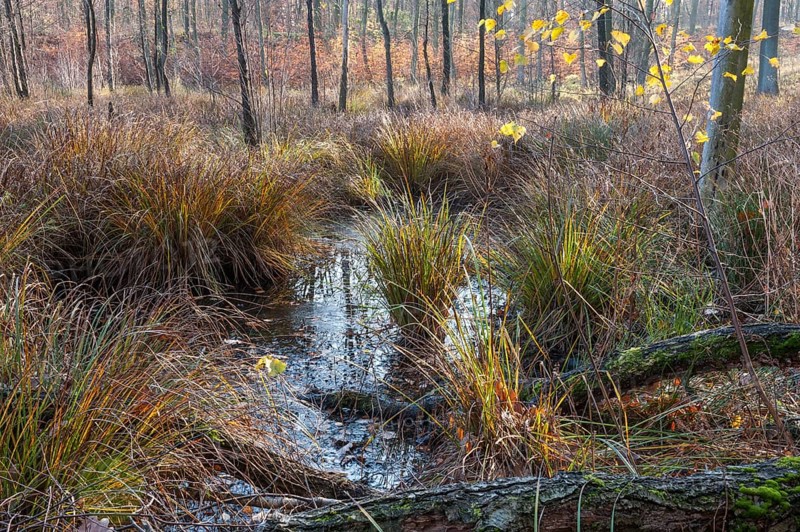 Wetlands in a collapse sinkhole