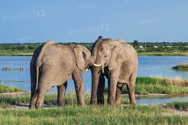 African elephants (Loxodonta africana) playfighting at the Namutoni water hole