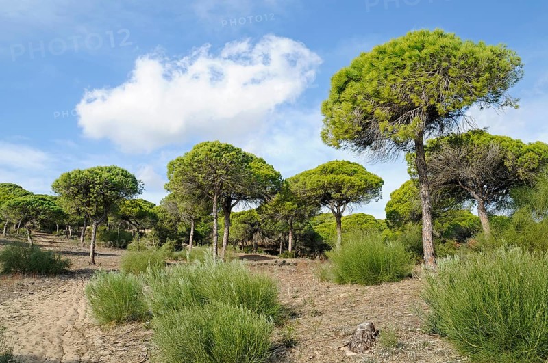 Pine forest