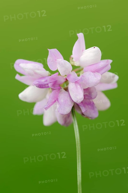Crown Vetch (Securigera varia)
