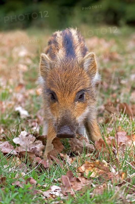 Wild Boar (Sus scrofa)