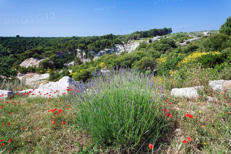 Landscape with flowering lavender