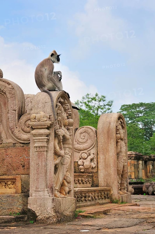 Toque Macaque (Macaca sinica) at the stairs to the round reliquary house of Vatadage