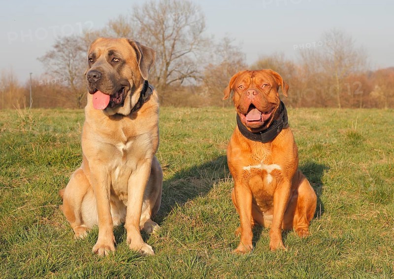 Dogue de Bordeaux or Bordeaux Mastiff and a Cane Corso Italiano sitting on a meadow