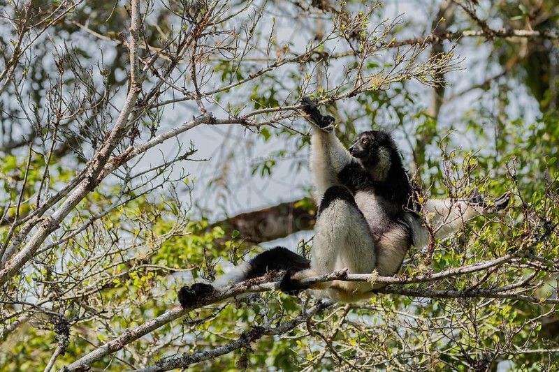 Indri (Indri indri)