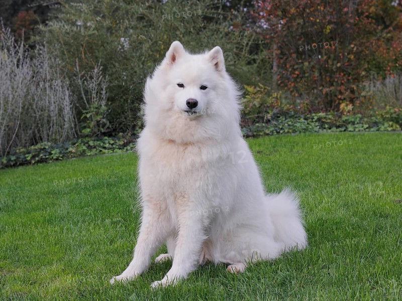 Samoyed dog sitting on grass
