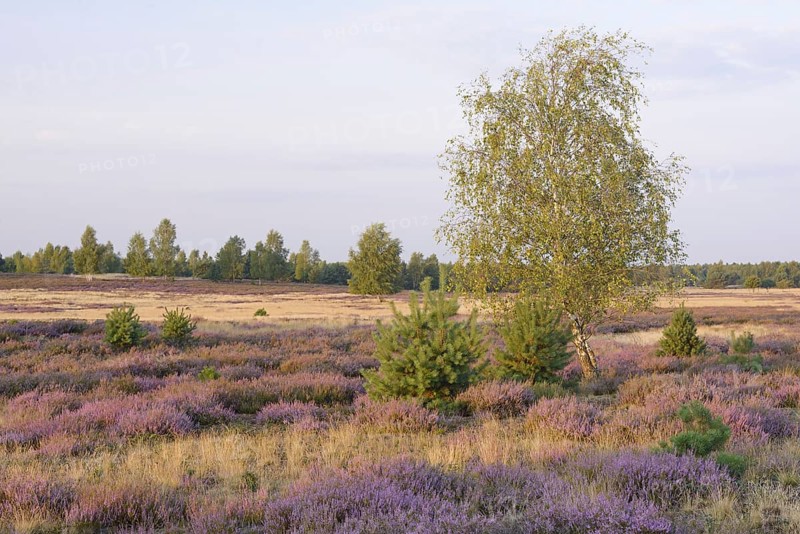 Open heath with birch (Betula sp.)