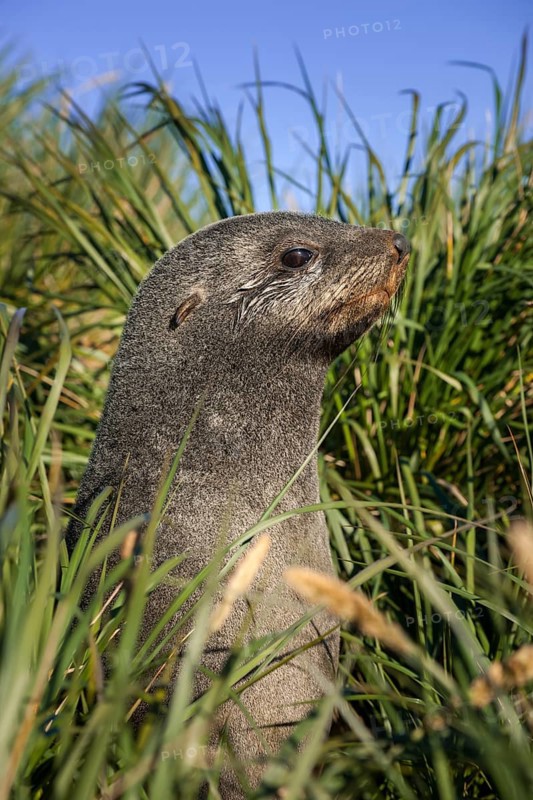 Antarctic Fur Seal (Arctocephalus gazella) in high tussock grass