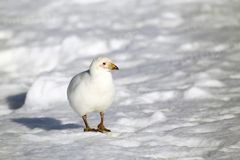 Snowy Sheathbill (Chionis alba)