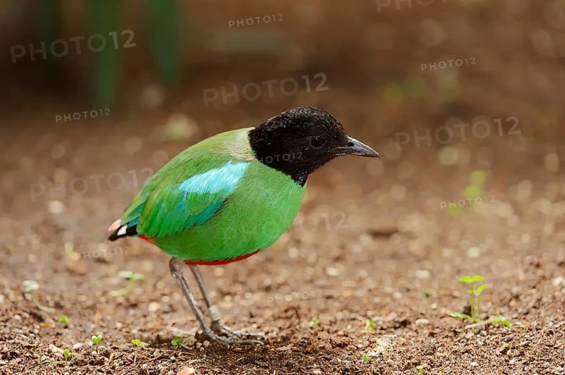 Hooded Pitta (Pitta sordida mulleri)