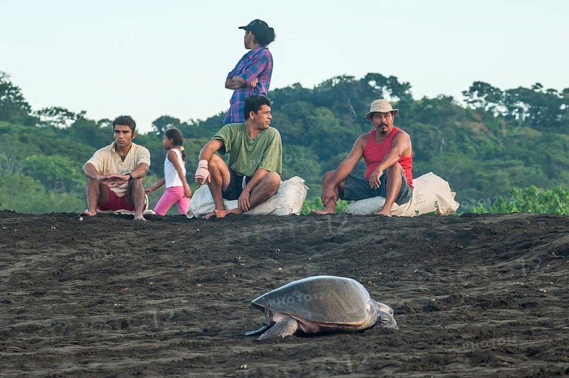 Turtle egg collectors on the beach waiting for the arrival of Olive Ridley Sea Turtles (Lepidochelys olivacea)