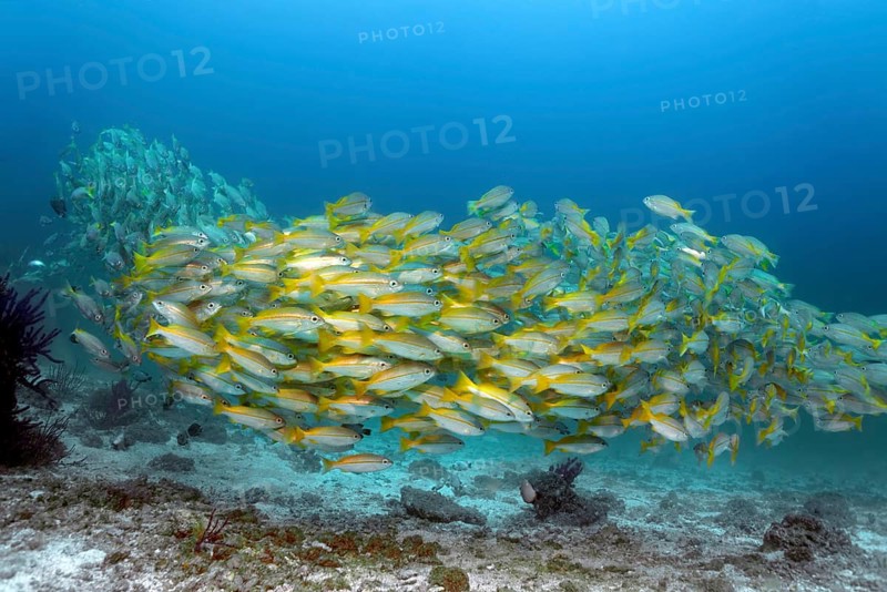 A shoal of Bigeye snappers (Lutjanus lutjanus)
