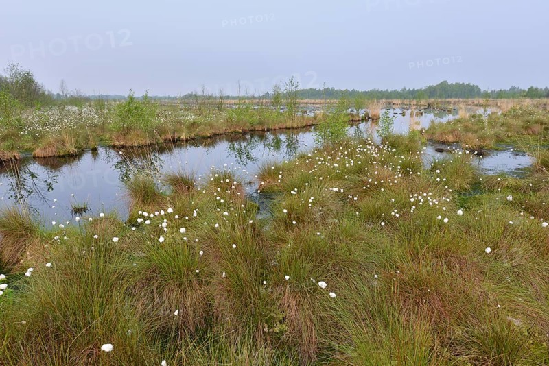 Spring morning in the Hahnenmoor nature reserve
