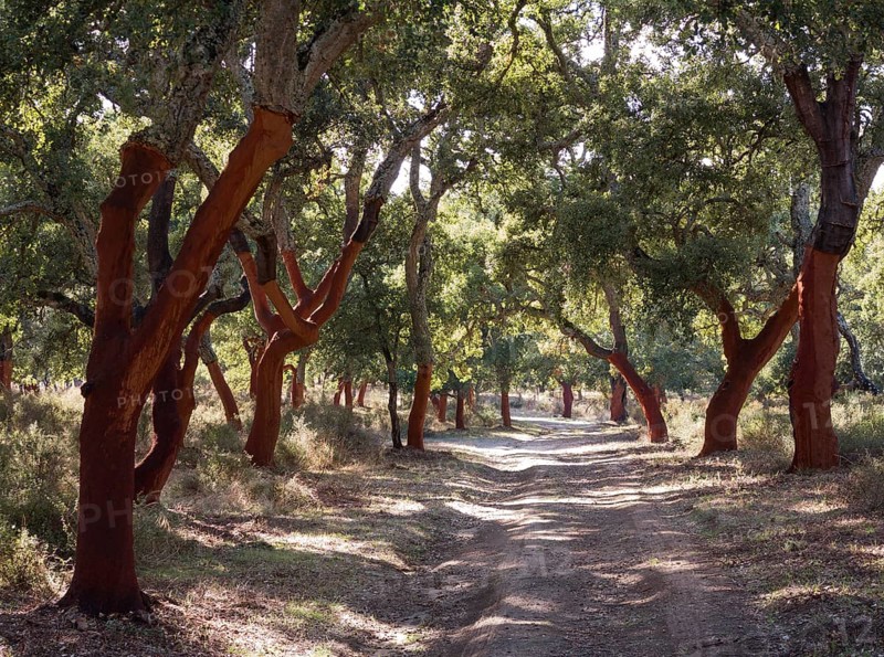Recently stripped Cork Oaks (Quercus suber) and track in the Sierra de Grazalema