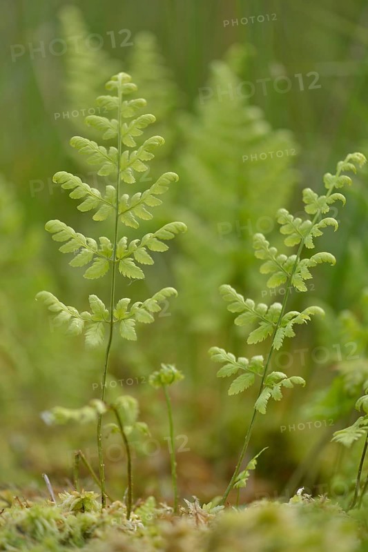 Narrow buckler fern (Dryopteris carthusiana)