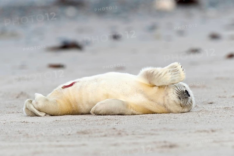Grey Seal (Halichoerus grypus) on the beach